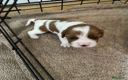 Cavalier King Charles Spaniel dogs for sale: King Charles Cavalier puppies for sale  - Image 1