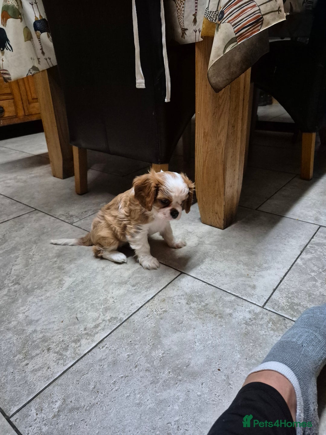 Cavalier King Charles Spaniel dogs for sale: Blenheim Cavalier King Charles spaniel puppies  - Image 5