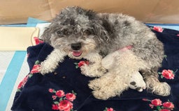 Mixed Breed dogs for sale: Male Maltipoo X Cavapoo - Image 4