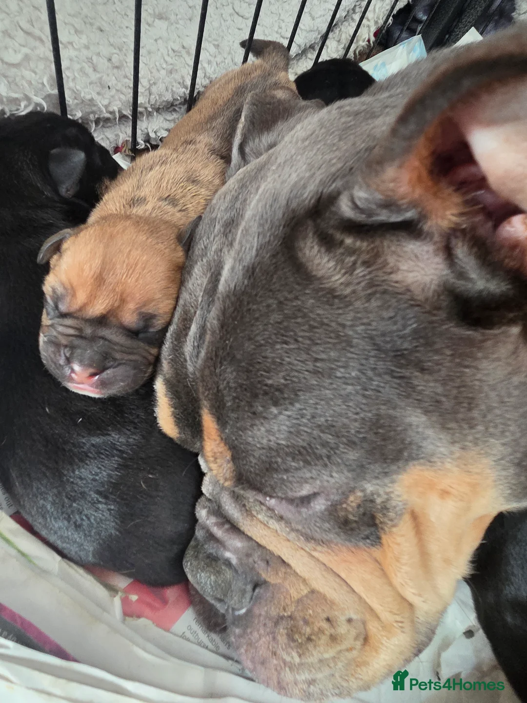Olde English Bulldogge dogs for sale: Olde english bulldogee - Advert 2