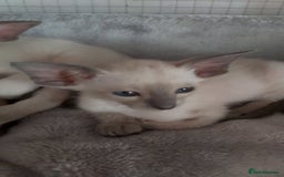 Oriental cats for sale: Full Pedigree Oriental 6 Kittens XL size ears GCCF - Image 33