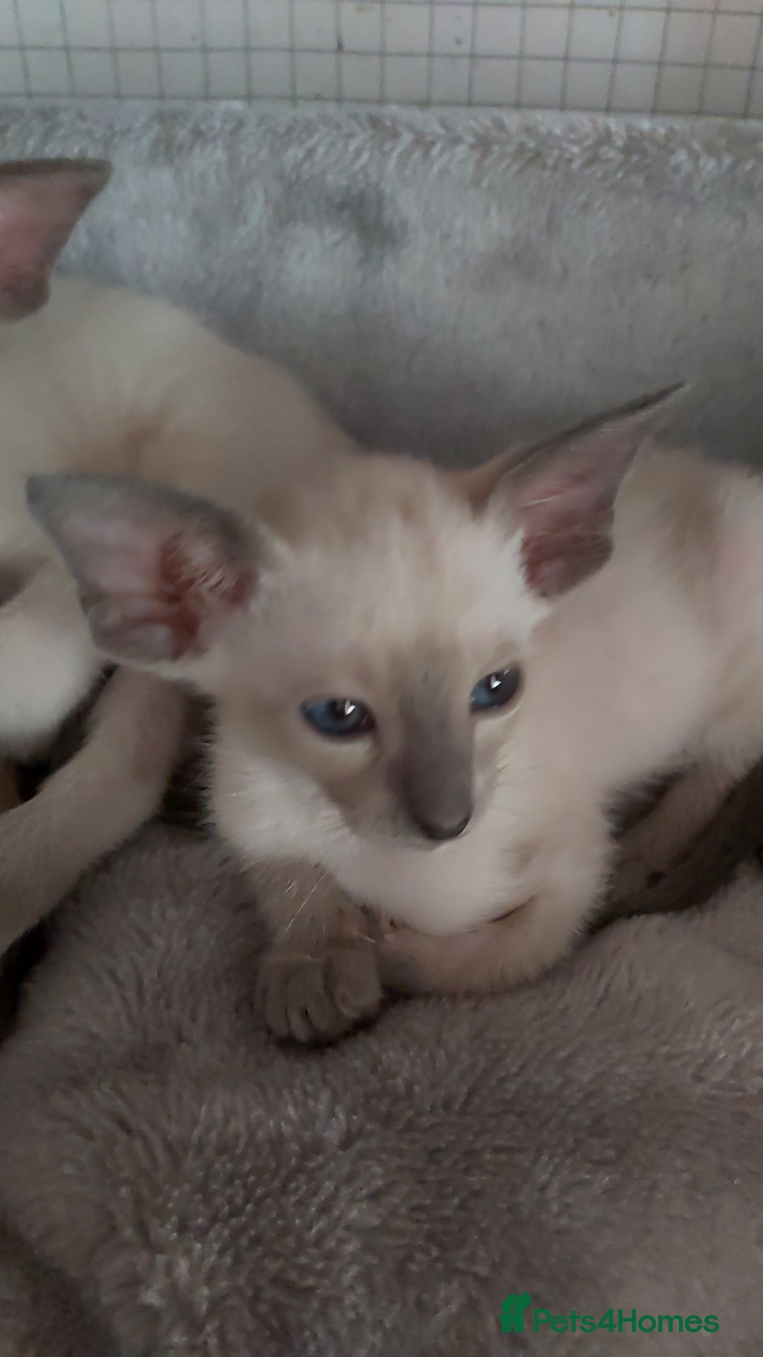 Oriental cats for sale: Full Pedigree Oriental 6 Kittens XL size ears GCCF - Image 33