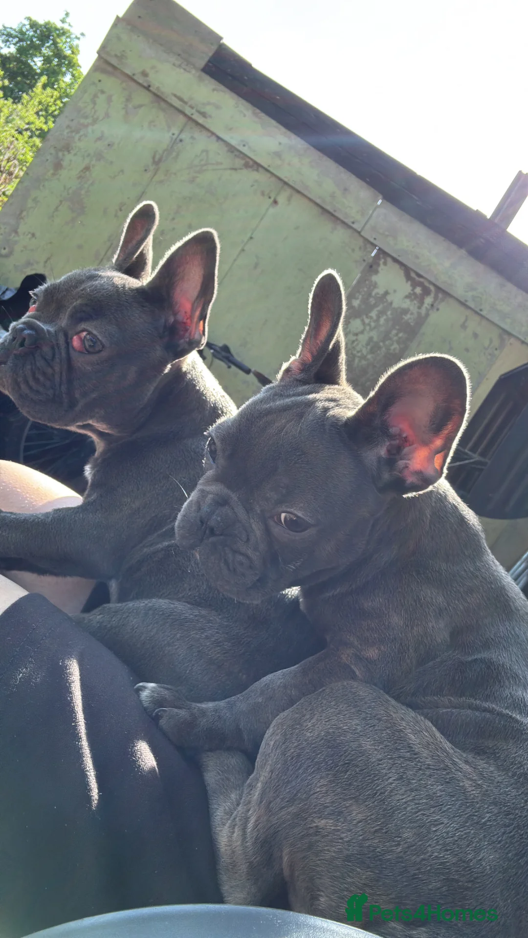 French Bulldog dogs for sale: 2 blue frenchies looking for their forever home - Advert 2