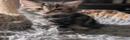 Ragdoll cats for sale: Pair of Ragdoll/Tabby Kittens ..... Bear & Tia  - Advert 18