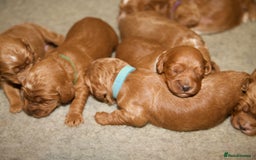 Cockapoo dogs for sale: Gorgeous Fox Red Cockapoo Puppies avail 15/12/25 - Image 14