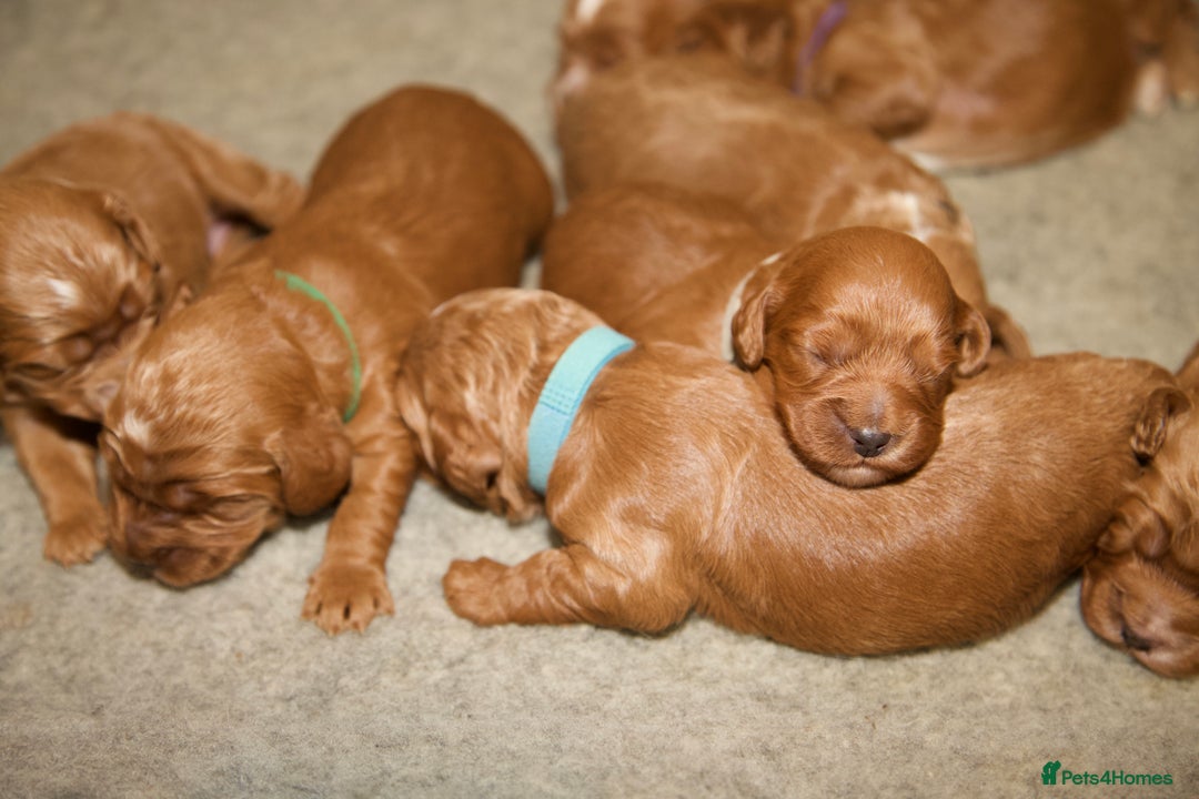 Cockapoo dogs for sale: Gorgeous Fox Red Cockapoo Puppies avail 15/12/25 - Image 14