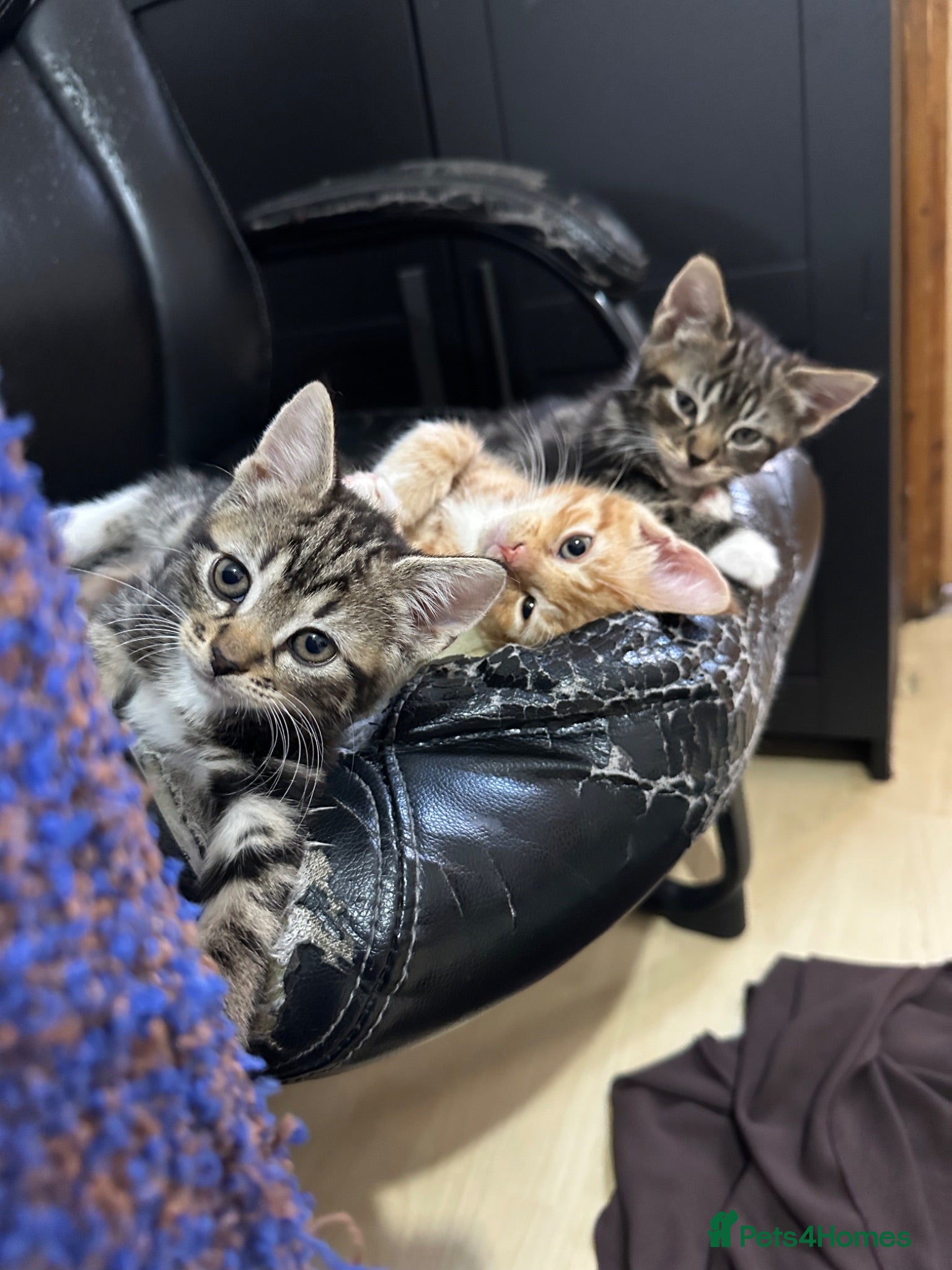 Domestic Shorthair cats cute Kittens Looking for Their Forever Homes 🐾 - Advert 11