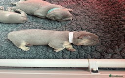 French Bulldog dogs for sale: 2nd litter of ⭐Jesus⭐️ natk9 frenchies - Image 19