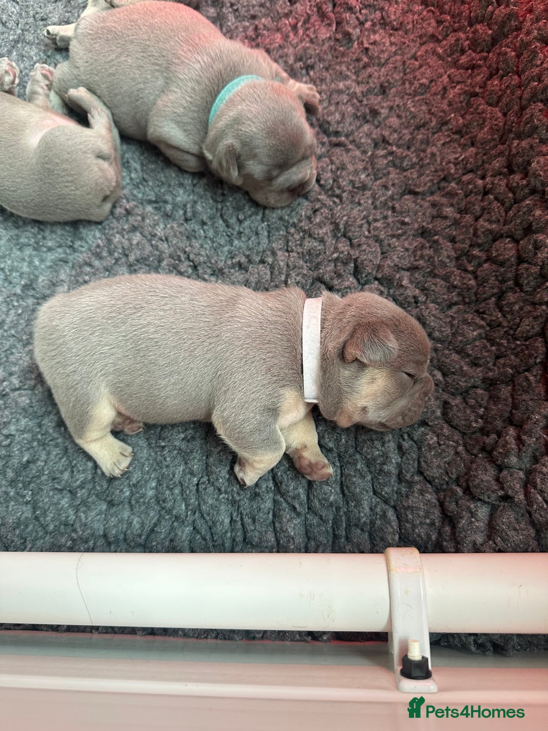 French Bulldog dogs for sale: 2nd litter of ⭐Jesus⭐️ natk9 frenchies - Image 19
