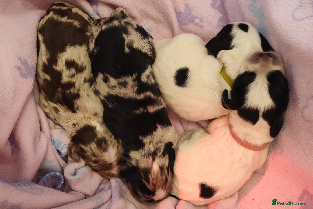 Sprocker dogs for sale: STRIKING SPROCKER SPANIEL PUPPIES  - Image 9