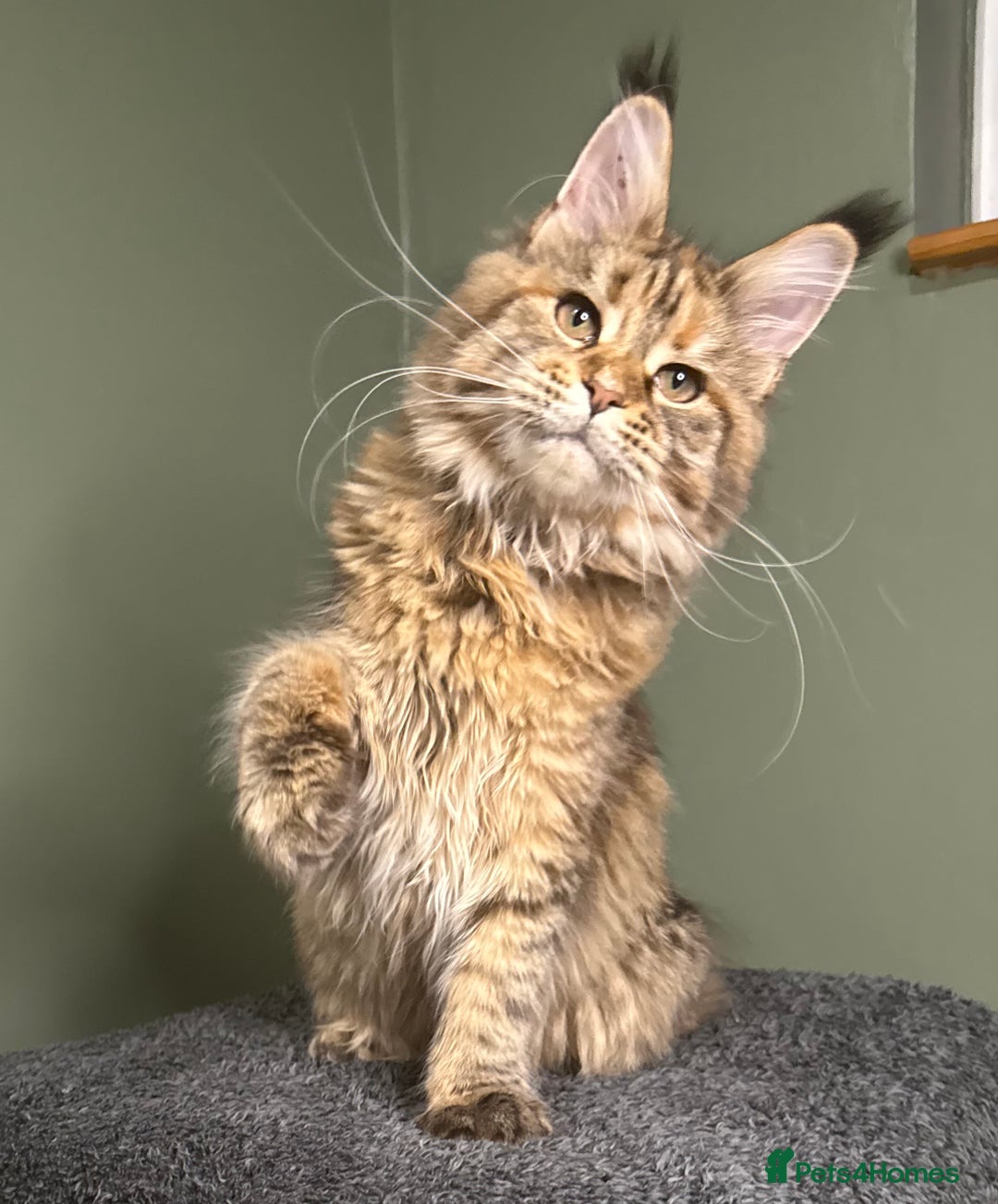 Maine Coon cats for sale: Stunning Maine Coon girl - Advert 6