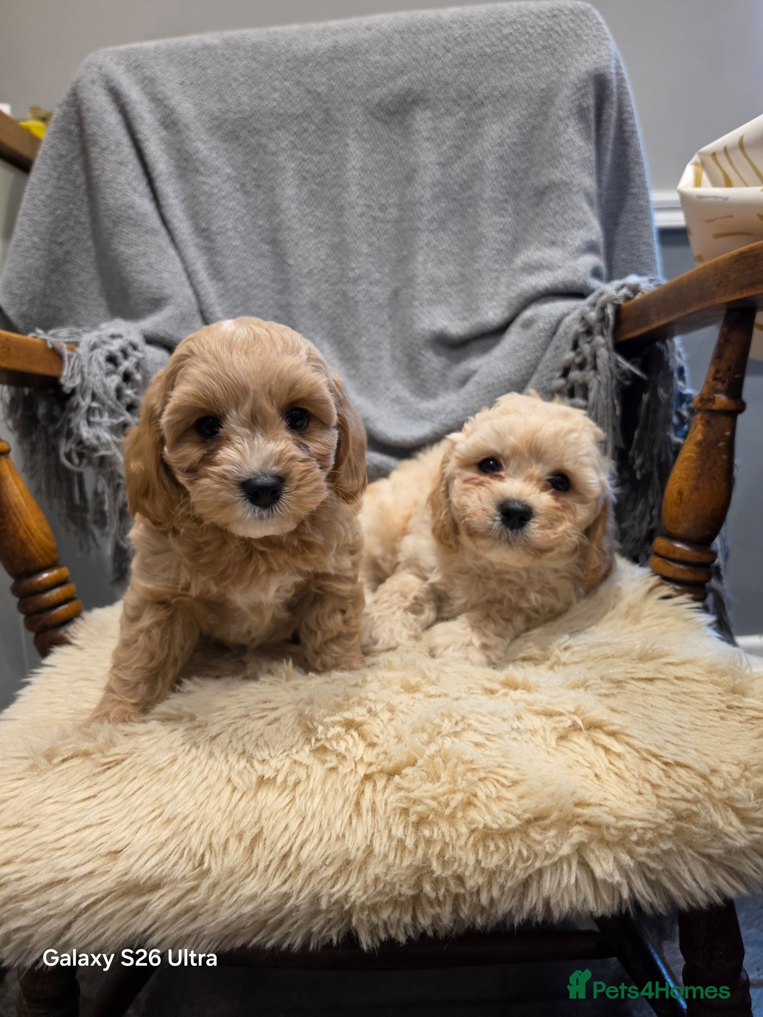 Cavapoochon dogs 2 Beautiful Cavapoochon Boys left💙💙 - Advert 1