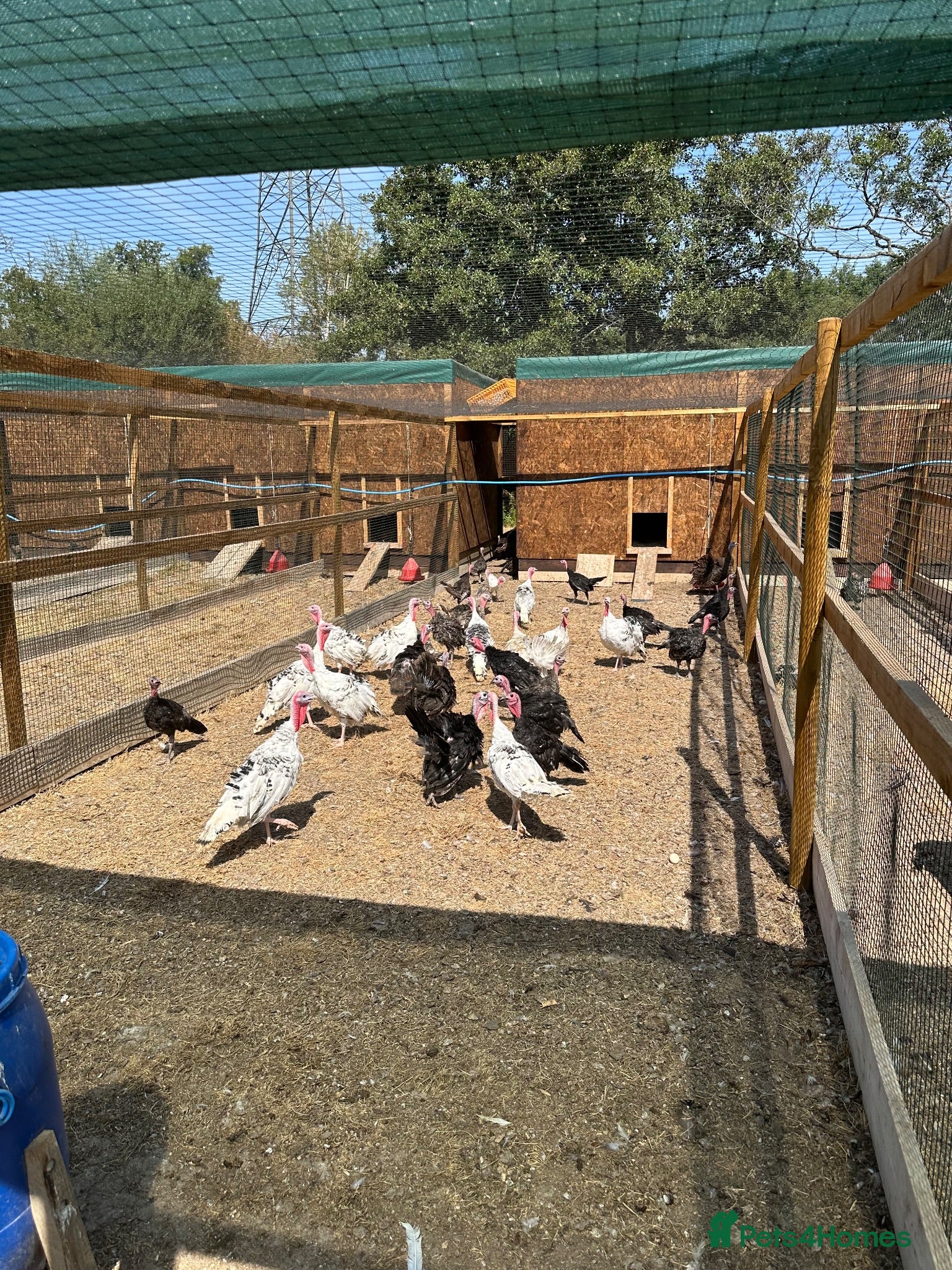 Turkeys poultry Male turkeys  - Advert 2