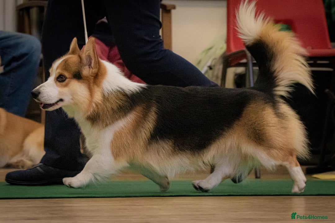 Welsh Corgi Pembroke dogs for sale: Kc reg Serbian lined bob & longtail - Advert 12