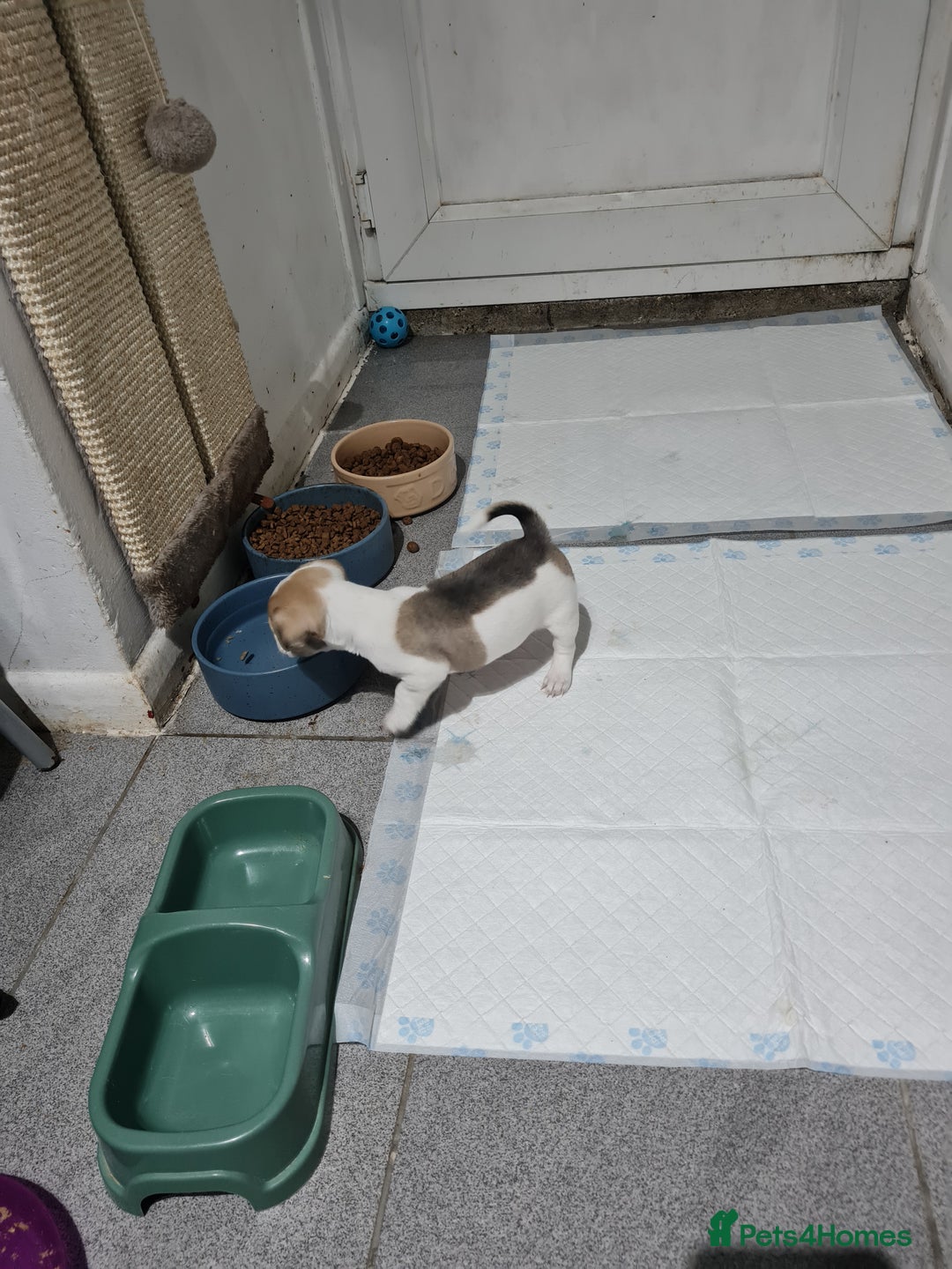 Jack Chi dogs for sale: Chihuahua x Jack Russell Puppies  - Advert 8