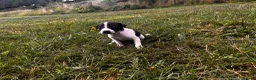 Italian Greyhound dogs for sale: KC Registered Italian Greyhounds Puppies - Advert 11