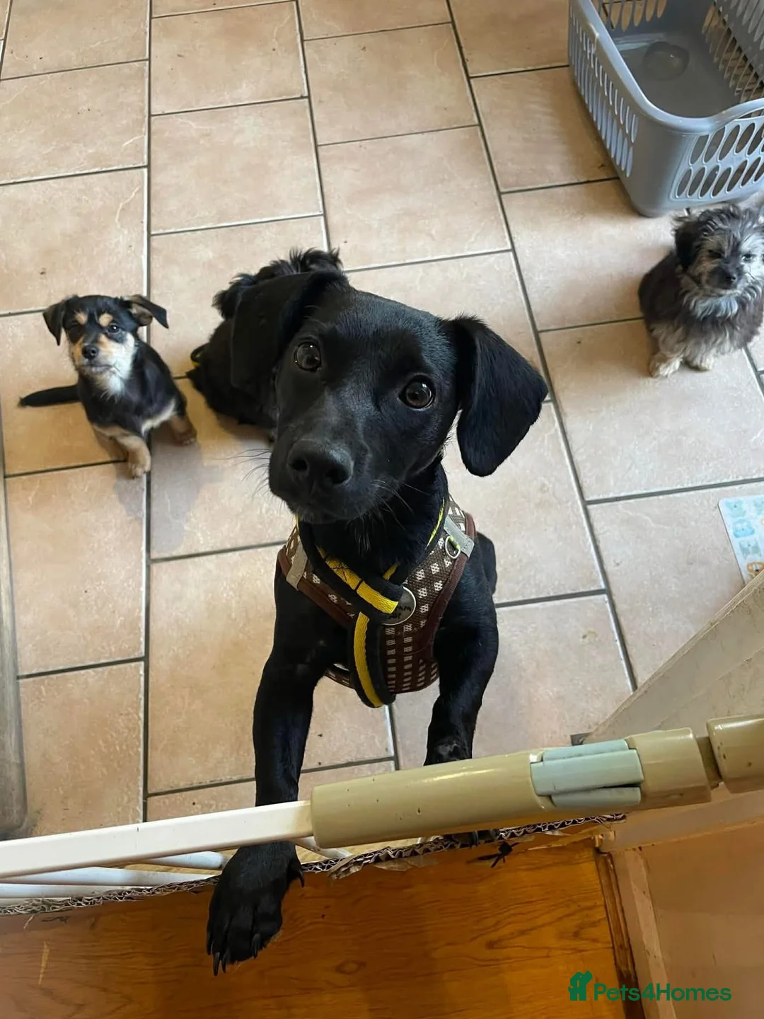 Mixed Breed dogs for adoption: Loki - Hingham Norfolk  - Advert 5