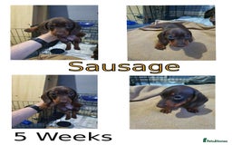 Miniature Dachshund dogs for sale: Two stunning miniature dachshunds lefts - Advert 3