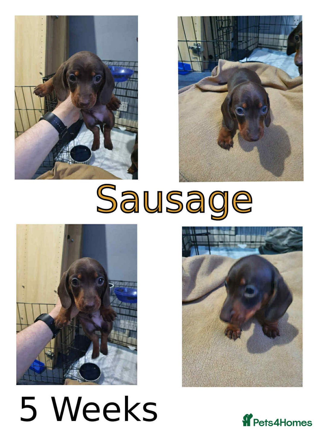 Miniature Dachshund dogs for sale: Two stunning miniature dachshunds lefts - Advert 3