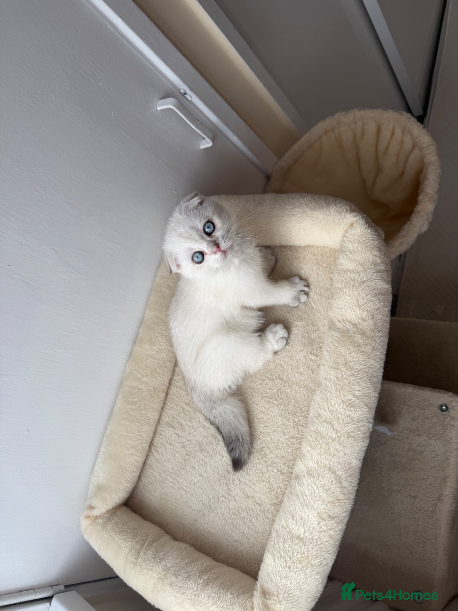 Scottish Fold cats for sale: Scotish fold  - Advert 10