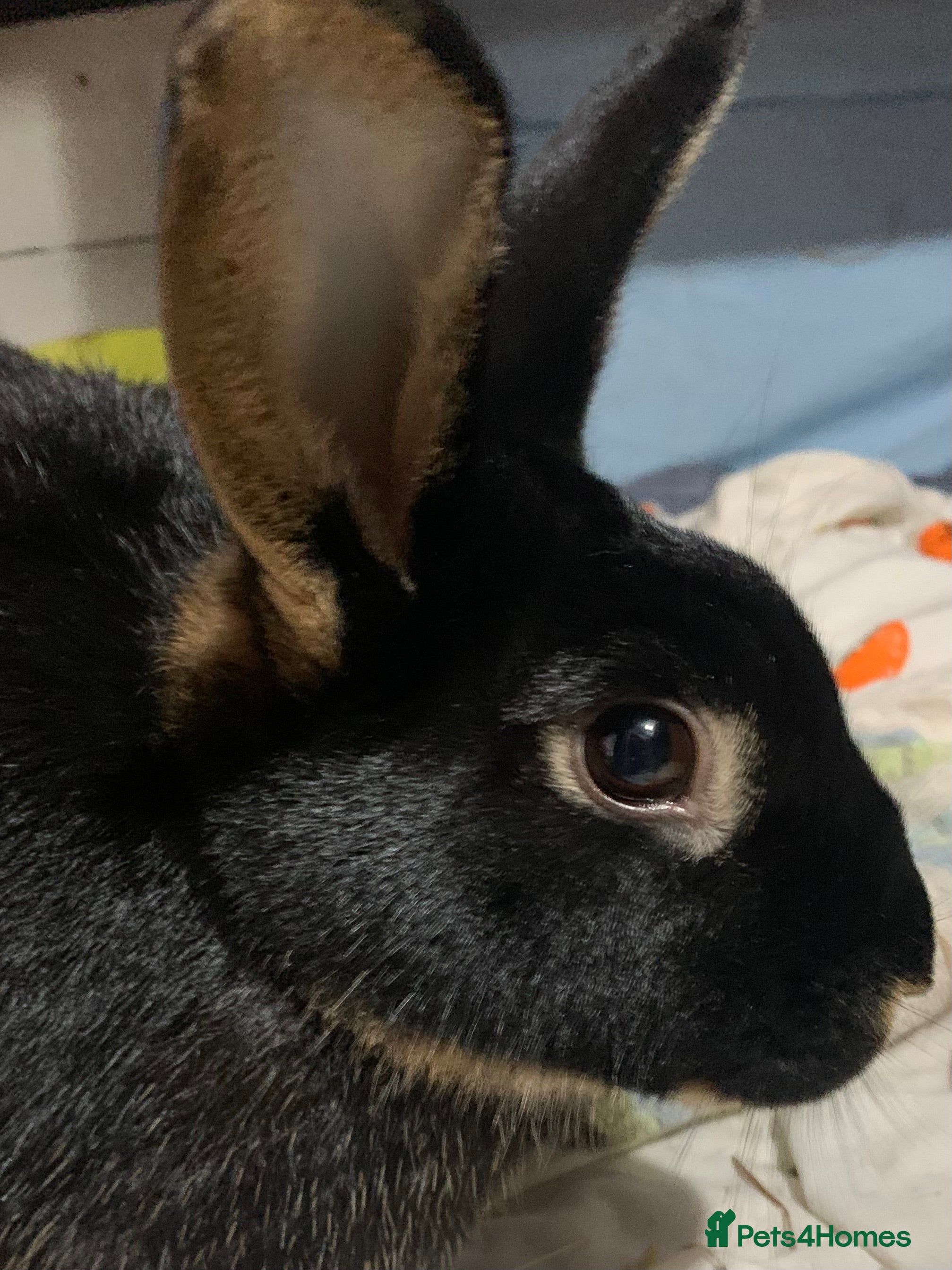 Rex rabbits TWO REX RABBITS  - Advert 6