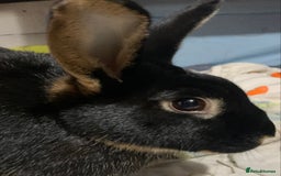 Rex rabbits for sale: TWO REX RABBITS  - Image 1