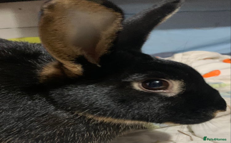 Rex rabbits - Advert 3