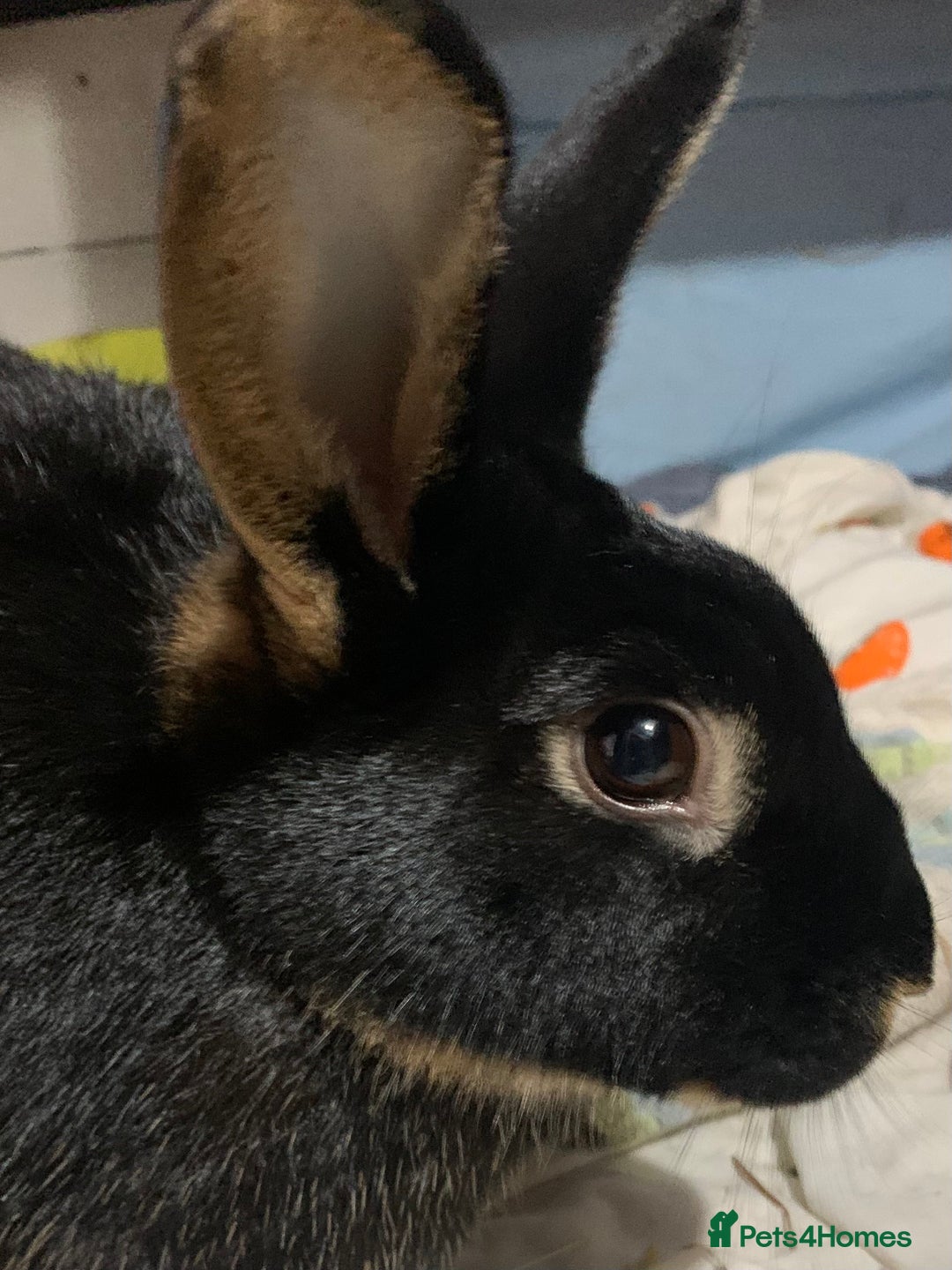 Rex rabbits for sale: TWO REX RABBITS  - Image 1