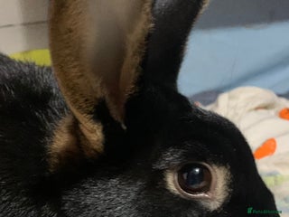 Rex rabbits TWO REX RABBITS - Advert 6