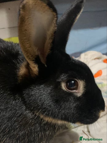 Rex rabbits - Advert 8