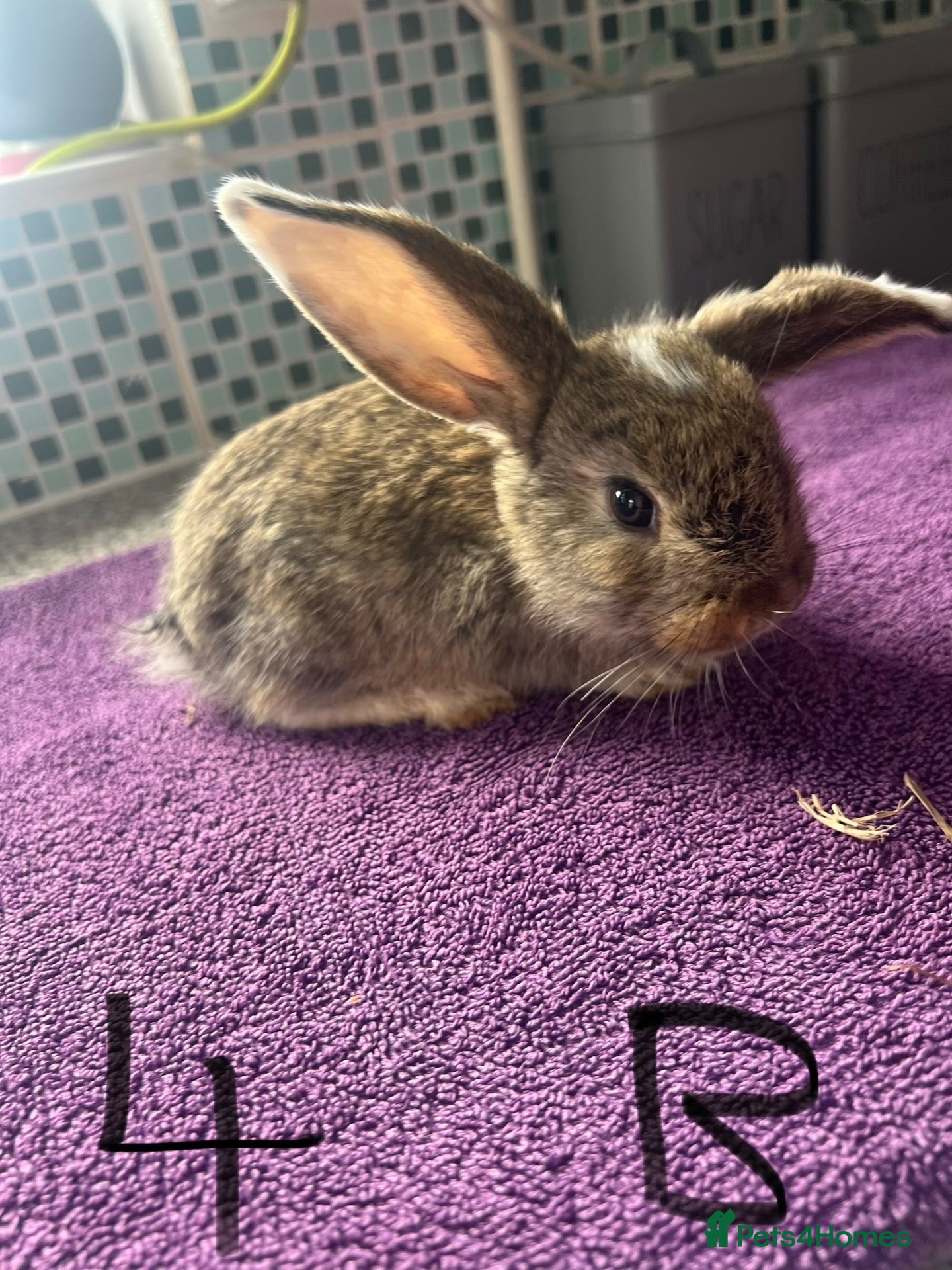 English Lop rabbits 8 week old Male lop - Advert 13