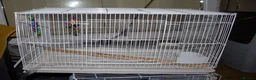 Lovebirds birds for sale: Beautiful Bonded Pair 💙💛 Lovebirds - Advert 18