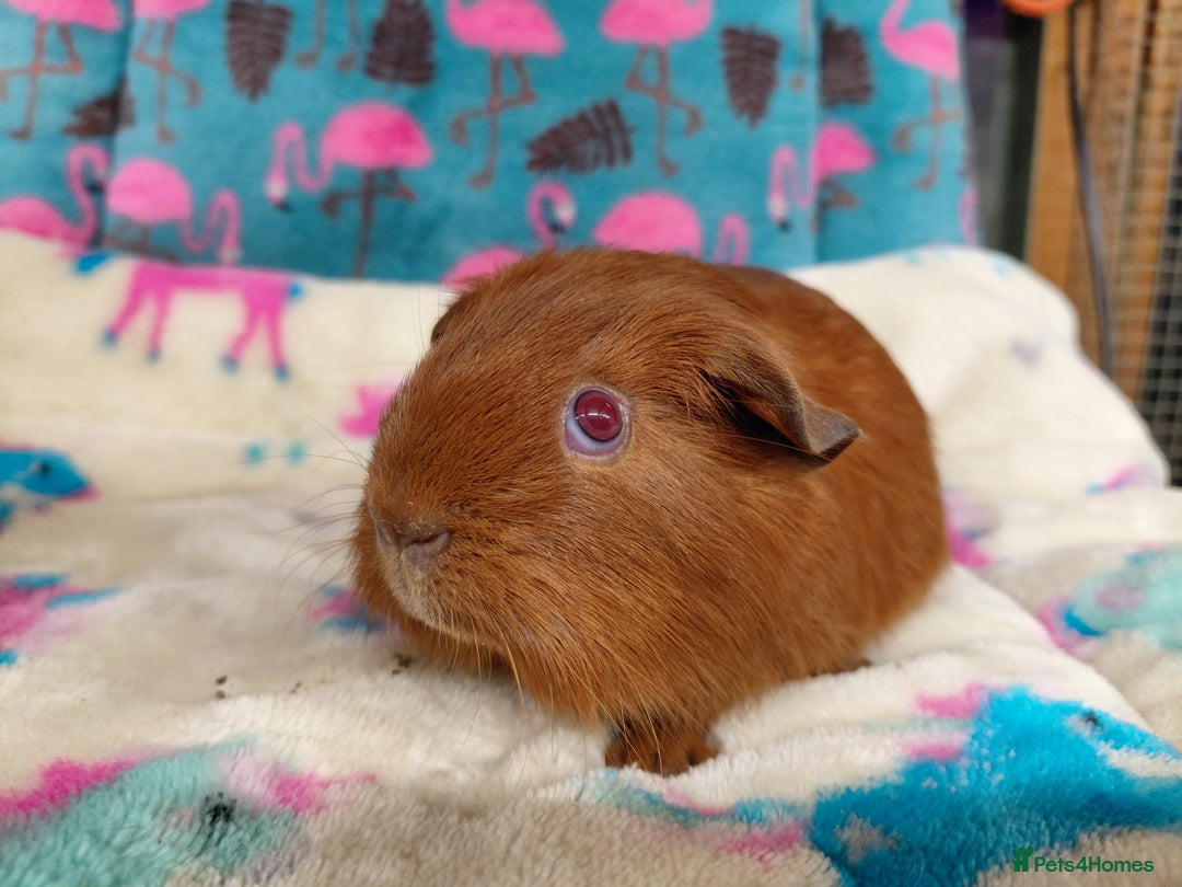Guinea Pig rodents for sale: Baby Golden Boars / Young Adult Sheltie Boar  RTL  - Advert 14