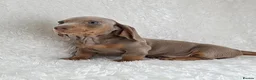 Miniature Dachshund dogs for sale: Stunning Miniature Dachshund Puppies  - Advert 11