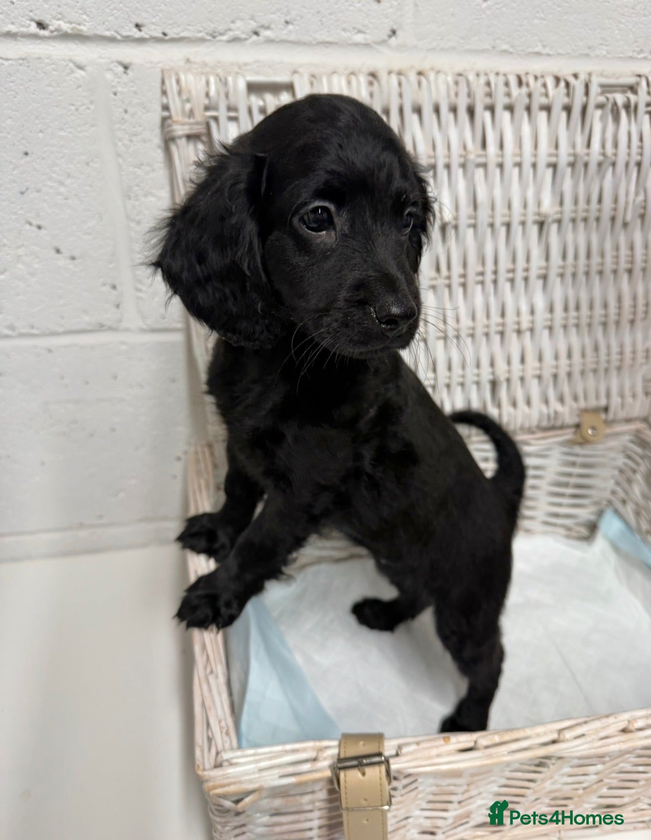 Cockapoo dogs Stunning Black Cockapoo Puppies - Ready to go  - Advert 2