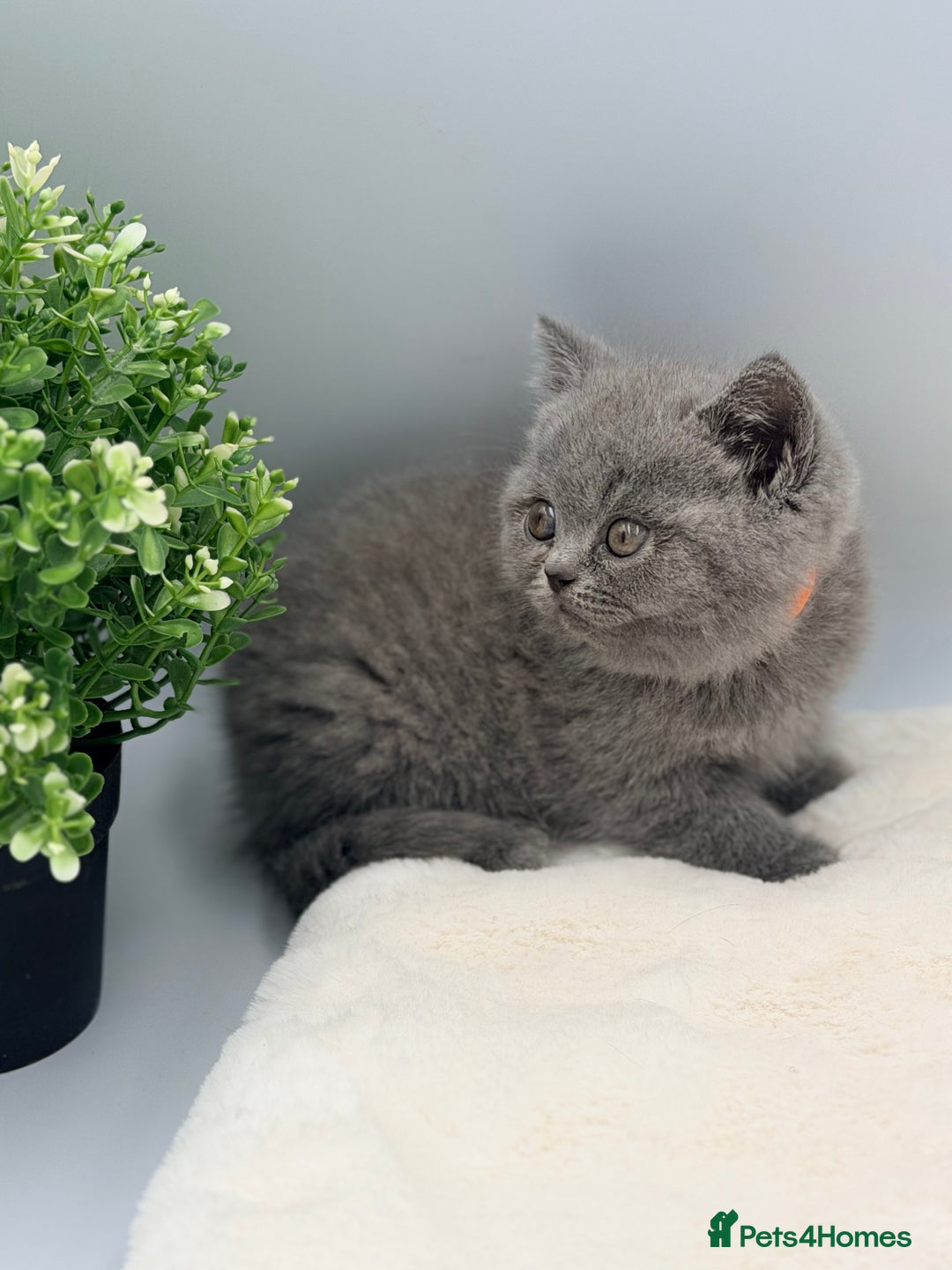 British Shorthair cats for sale: PEDIGREE REGISTERED CHUNKY BRITISH SHORTHAIRS  - Advert 25