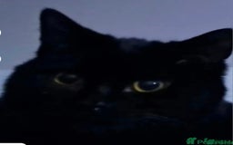 Mixed Breed cats for sale: Rehoming gizmo and ash  - Image 7