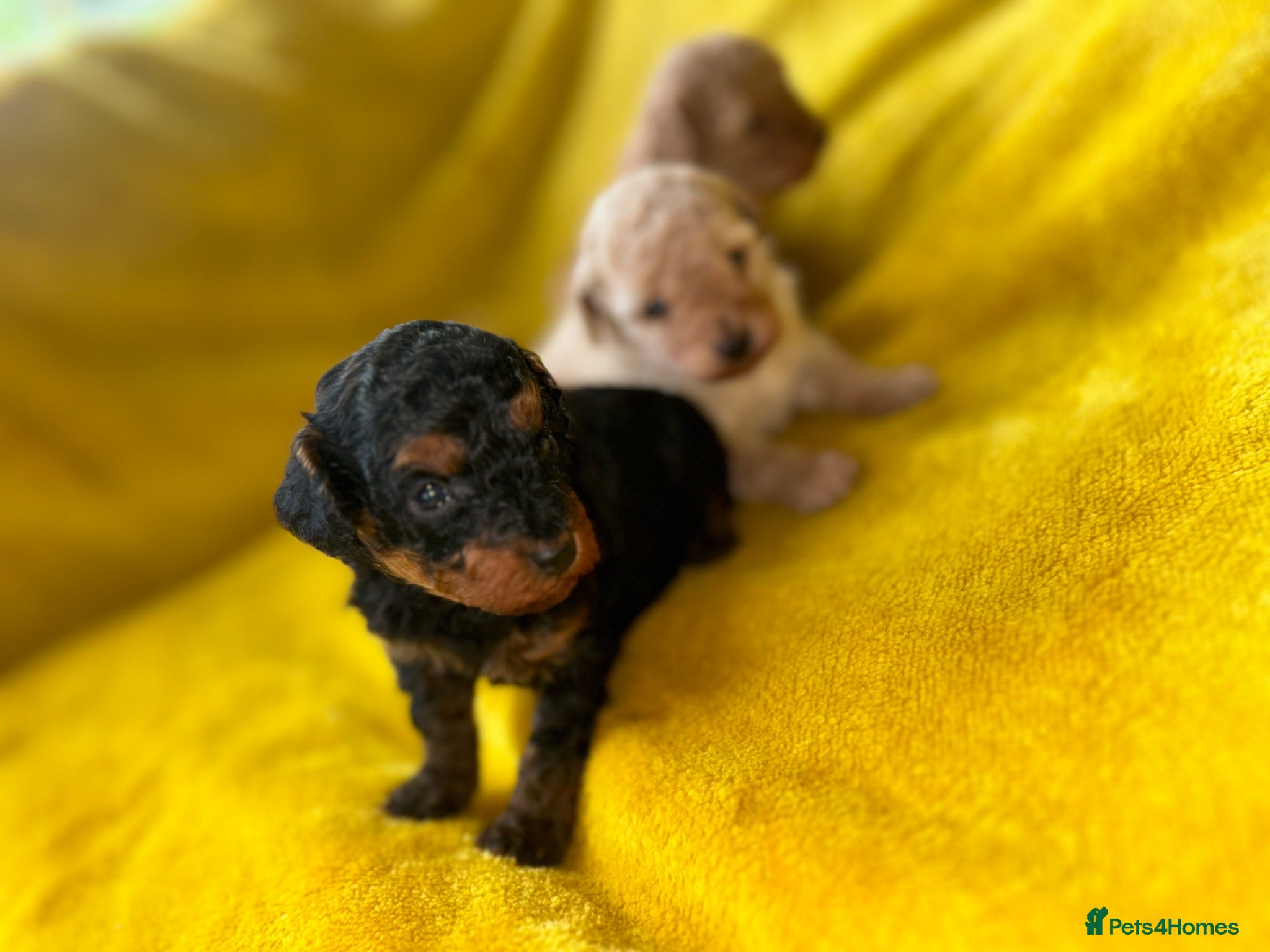 Toy Poodle dogs Kc toy poodle puppies - Advert 10
