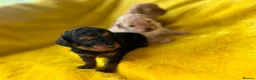 Toy Poodle dogs for sale: Kc toy poodle puppies - Advert 1