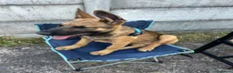 Mixed Breed dogs for sale: German shepherd working needs a home to stay in in Manchester - Advert 4