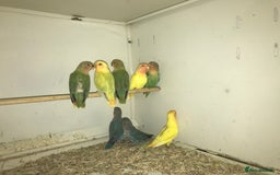 Lovebirds birds for sale: Peach face lovebirds  - Image 2