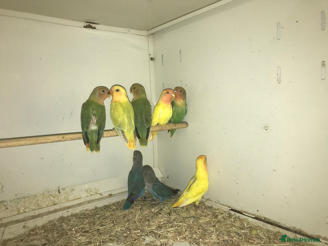 Lovebirds birds for sale: Peach face lovebirds  - Image 2