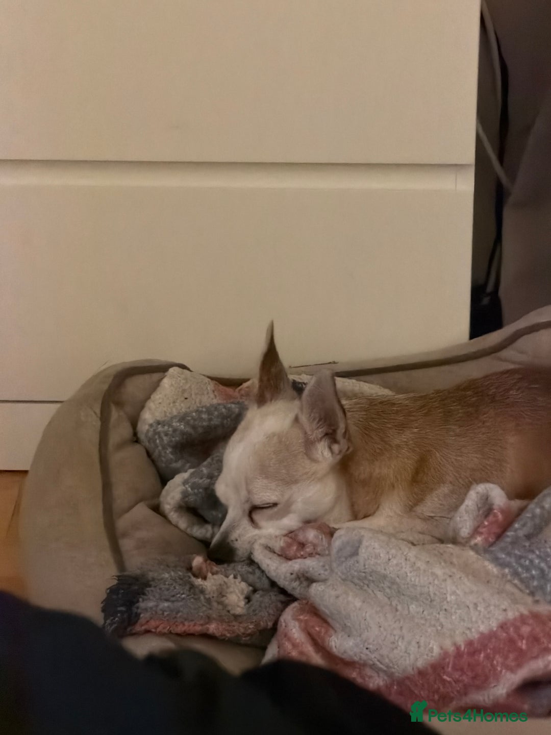 Mixed Breed dogs for sale: 3 young male puppies - Advert 3