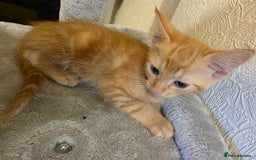 Domestic Shorthair cats for sale: 6 kittens ready for sale, 2 months old - Image 10