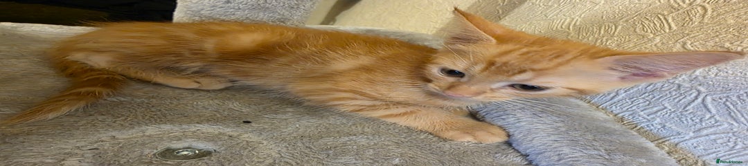 Domestic Shorthair Kitten 1
