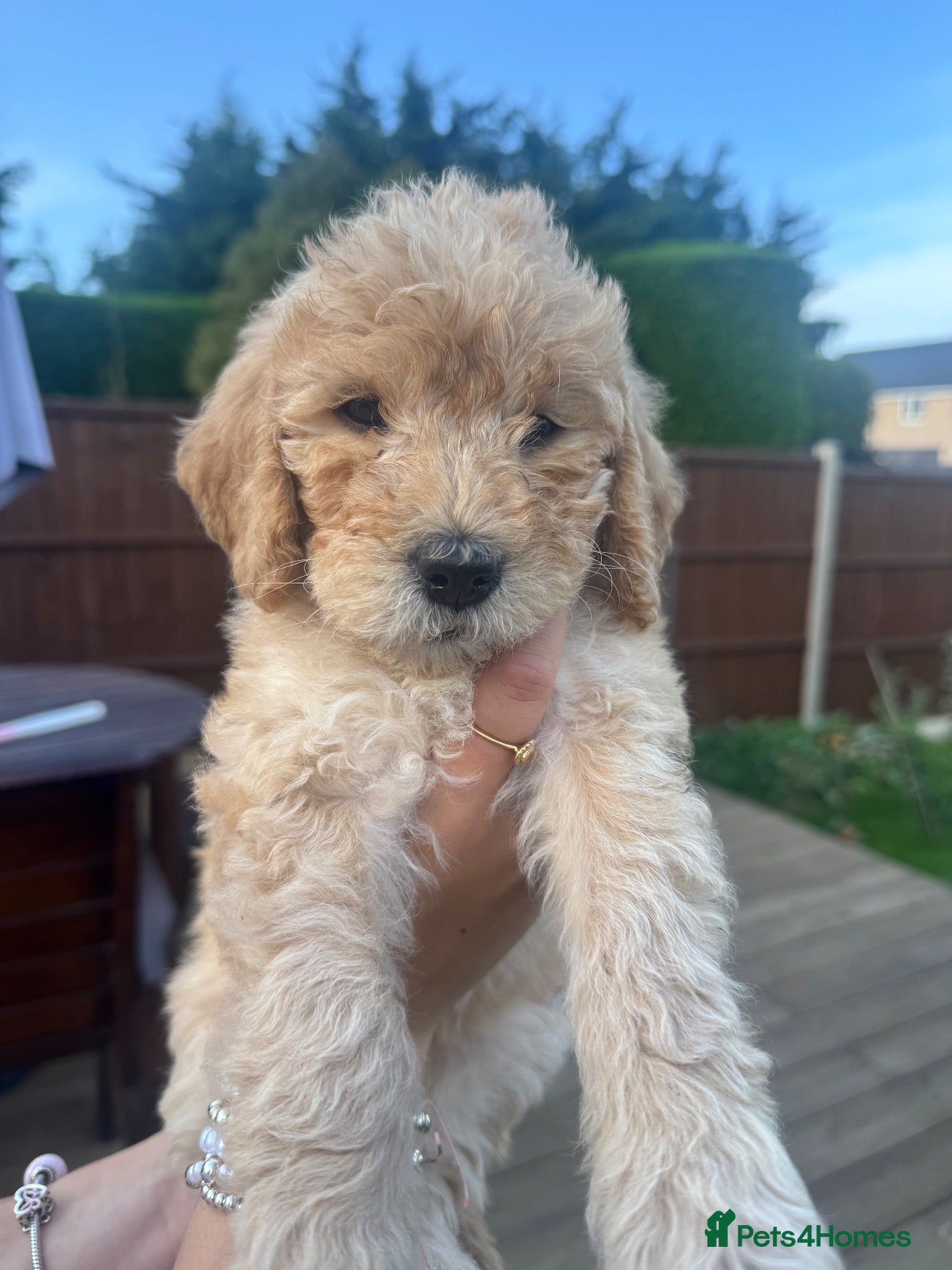 Labradoodle dogs ❤️ Beautiful Red F1b Labradoodle Puppies ❤️ - Advert 2