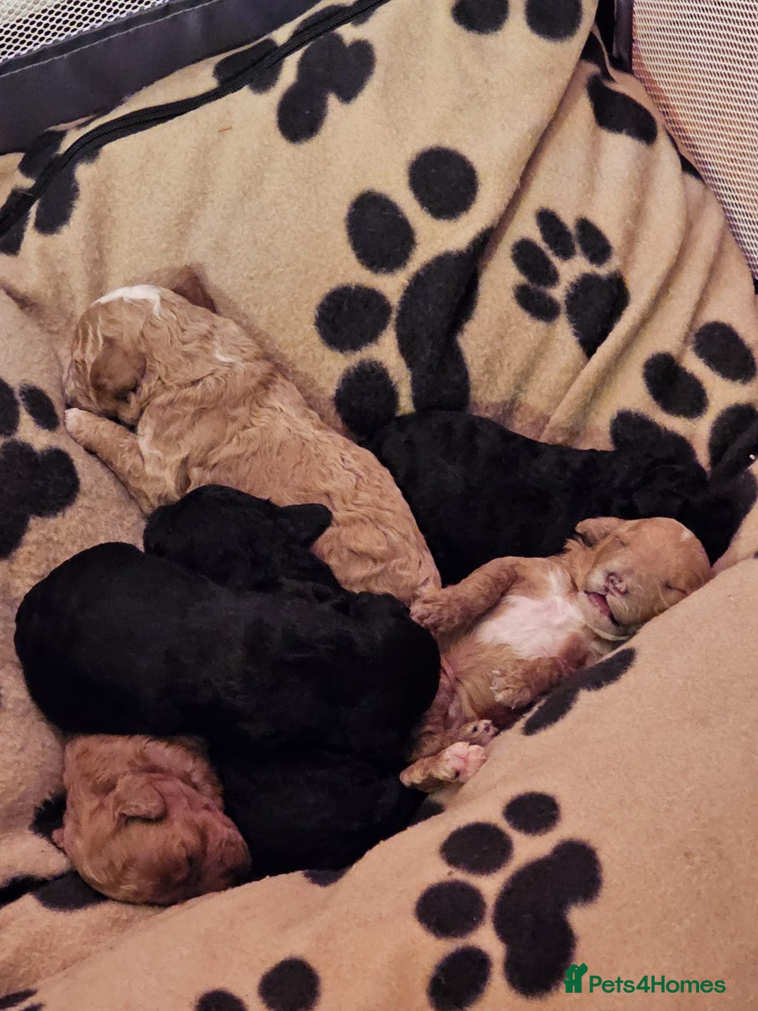 Cockapoo dogs for sale: Cockerpoo Puppies for sale - F1B - Advert 9