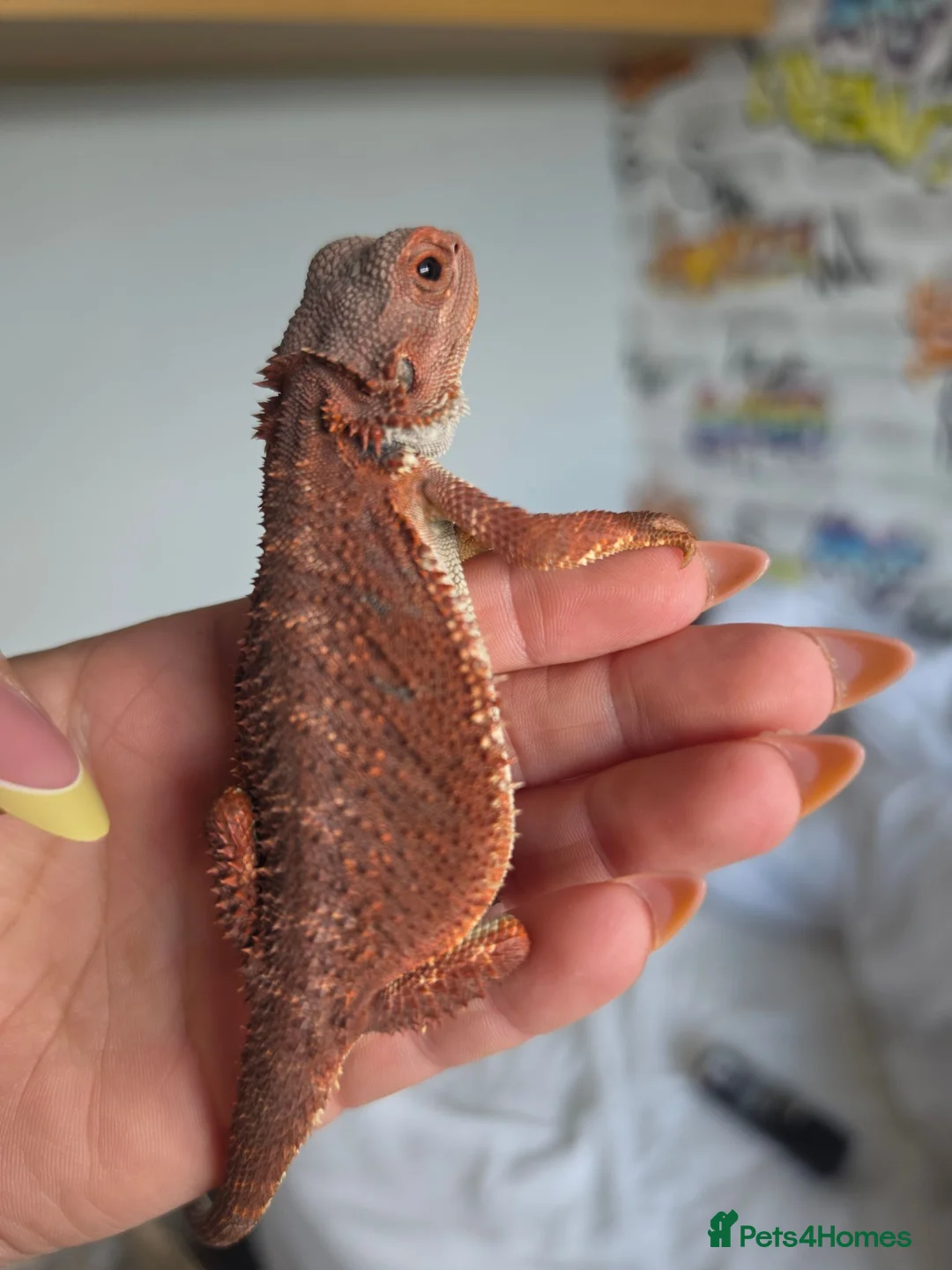 Bearded Dragon reptiles for sale: Beaded dragon  - Advert 2