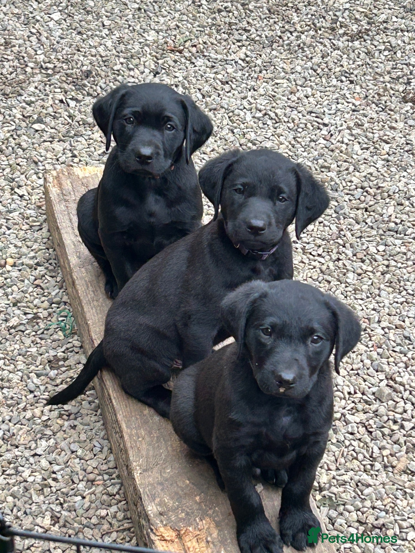 Labrador Retriever dogs ONLY 2 AVAILABLE-Labrador puppies-  - Advert 3