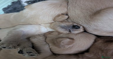Labradoodle dogs - Advert 8